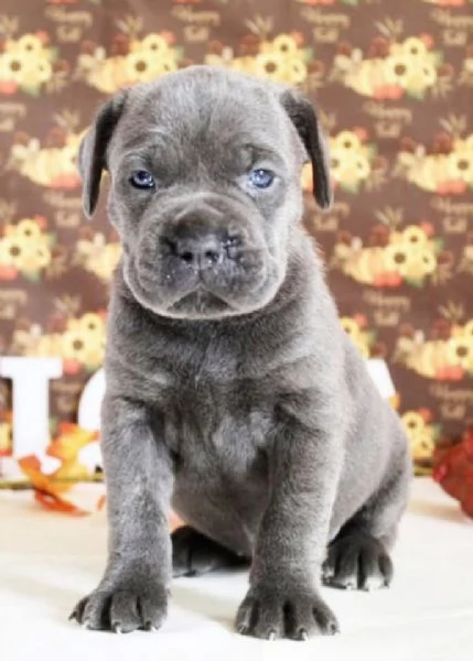Cane corso