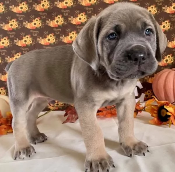Cane corso | Foto 0