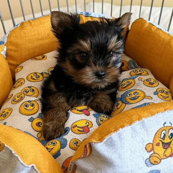 Yorkshire terrier mini | Foto 2