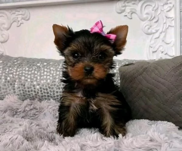 Yorkshire terrier mini | Foto 1