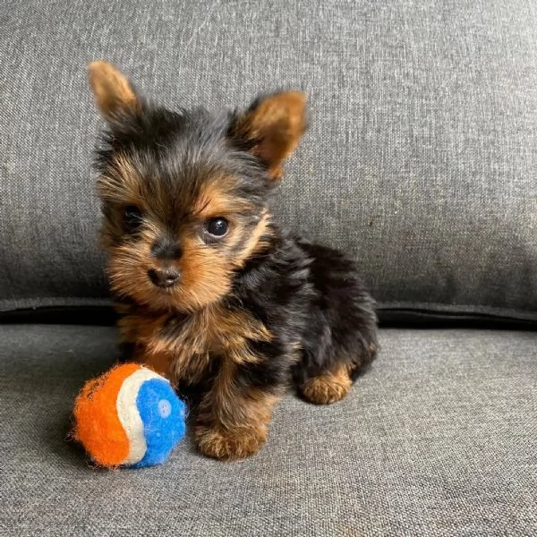 Yorkshire terrier mini
