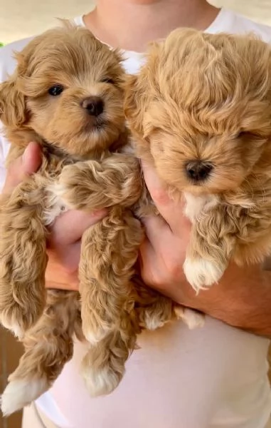 Maltipoo | Foto 1