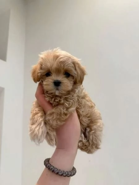 Maltipoo | Foto 0