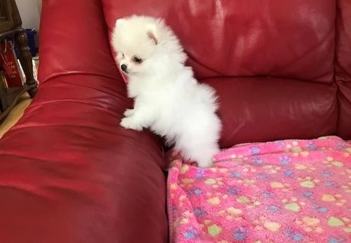 pomeranian