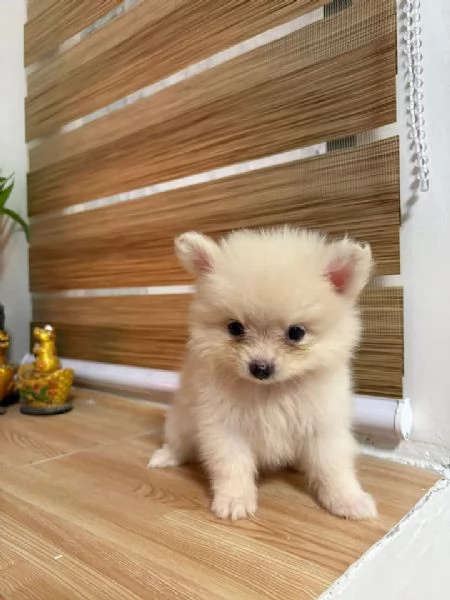 pomeranian | Foto 1