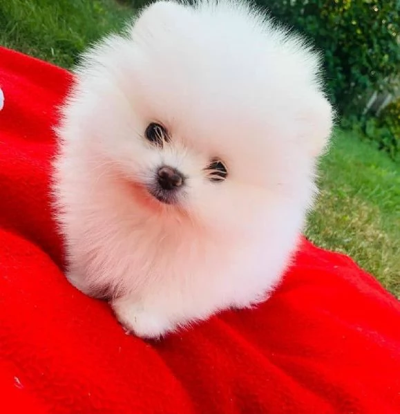 pomeranian | Foto 0
