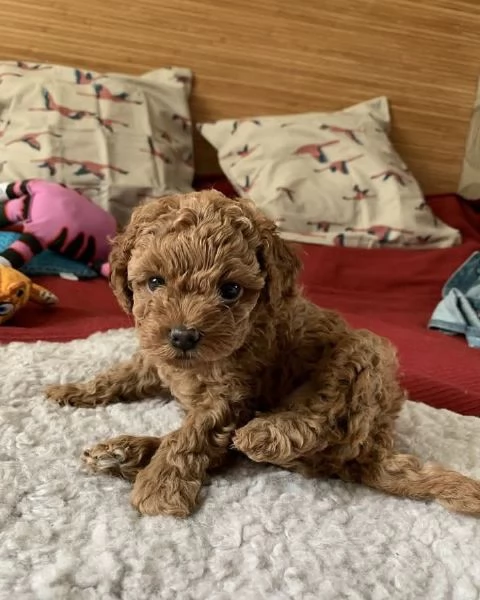 Cuccioli di barboncino