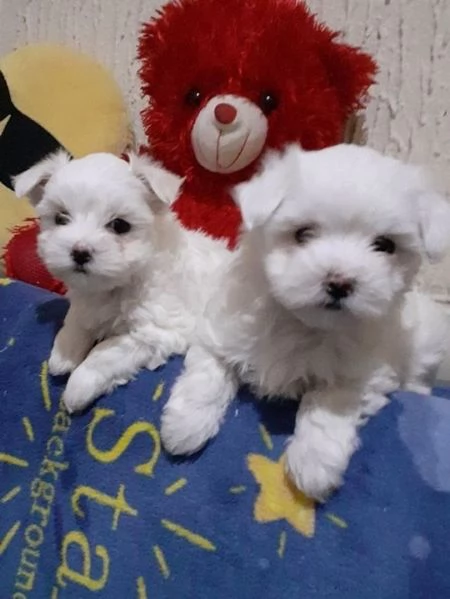Cuccioli  maltese | Foto 2