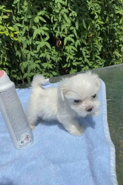 Cuccioli  maltese | Foto 1