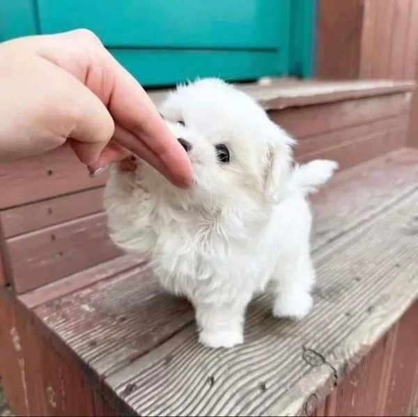 Cuccioli  maltese