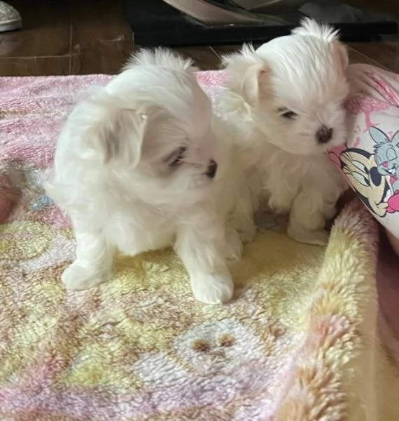 Cuccioli  maltese | Foto 0
