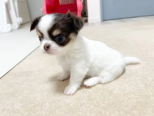 Chihuahua-mini | Foto 2