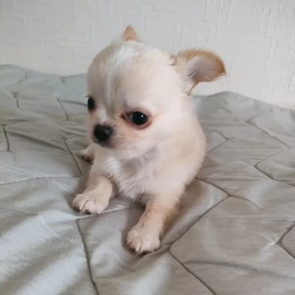 Chihuahua-mini | Foto 1