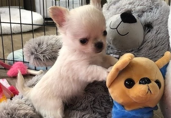 Chihuahua-mini | Foto 0