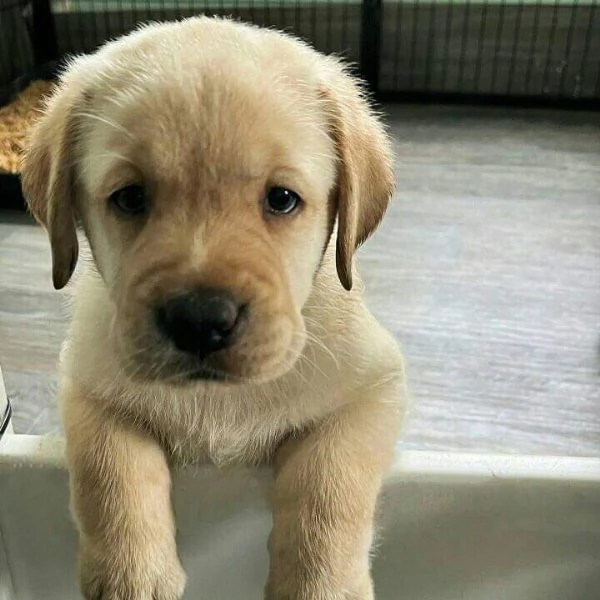 Regaliamo i nostri cuccioli di Labrador maschio e femmina | Foto 2