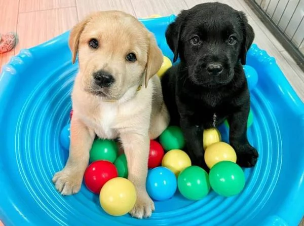 Regaliamo i nostri cuccioli di Labrador maschio e femmina