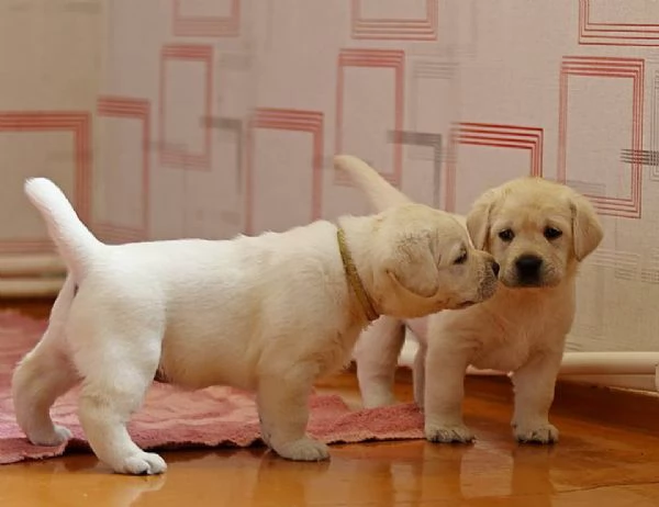 Regaliamo i nostri cuccioli di Labrador maschio e femmina | Foto 1