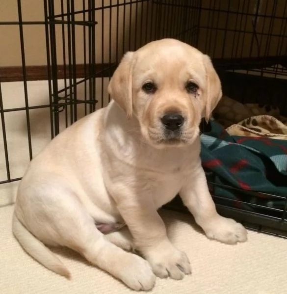 Regaliamo i nostri cuccioli di Labrador maschio e femmina | Foto 0