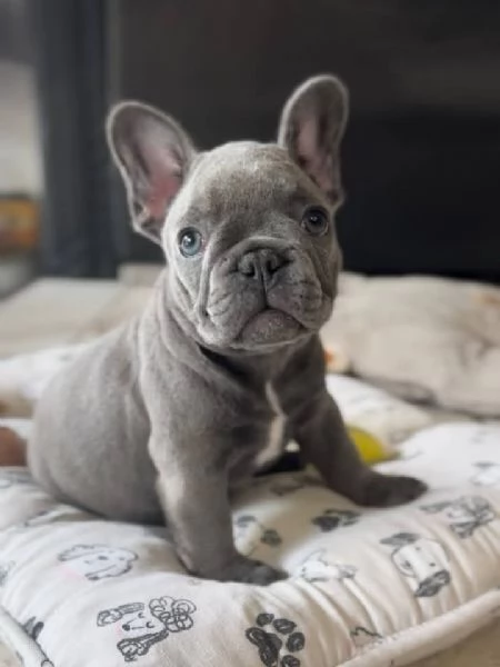 cuccioli di bulldog francese, | Foto 2