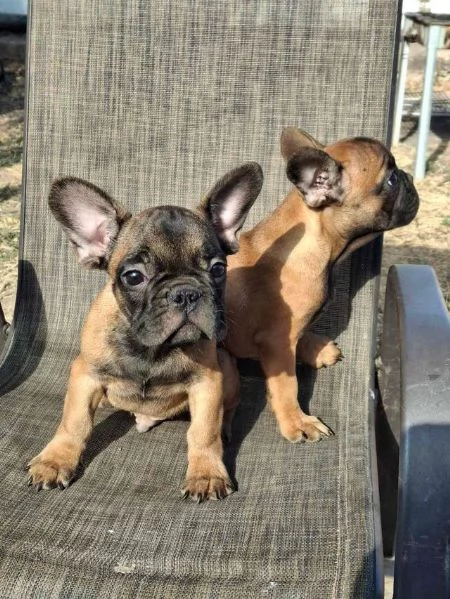 cuccioli di bulldog francese, | Foto 1