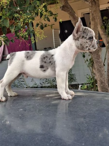 cuccioli di bulldog francese, | Foto 0