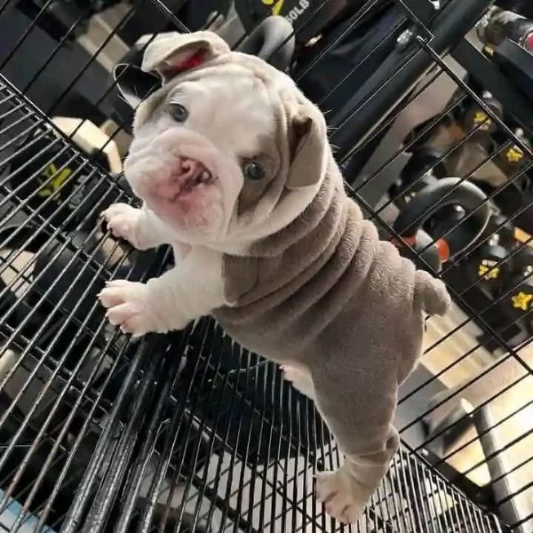 cuccioli di bulldog inglese | Foto 2