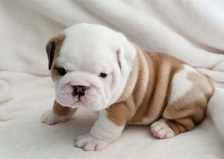 cuccioli di bulldog inglese