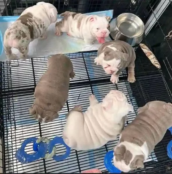 cuccioli di bulldog inglese | Foto 0