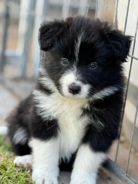 Border Collie cuccioli maschio e femmina | Foto 2