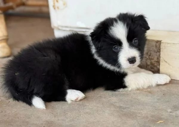 Border Collie cuccioli maschio e femmina | Foto 1