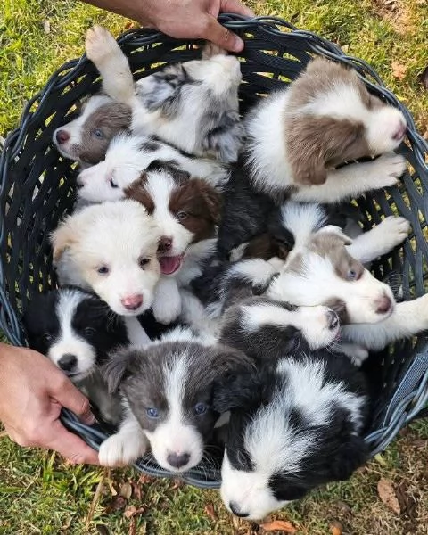 Border Collie cuccioli maschio e femmina