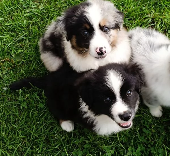 Border Collie cuccioli maschio e femmina | Foto 0