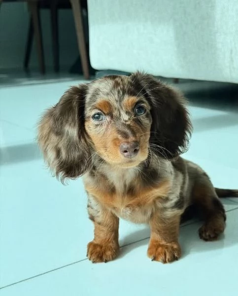 cuccioli di bassotto 