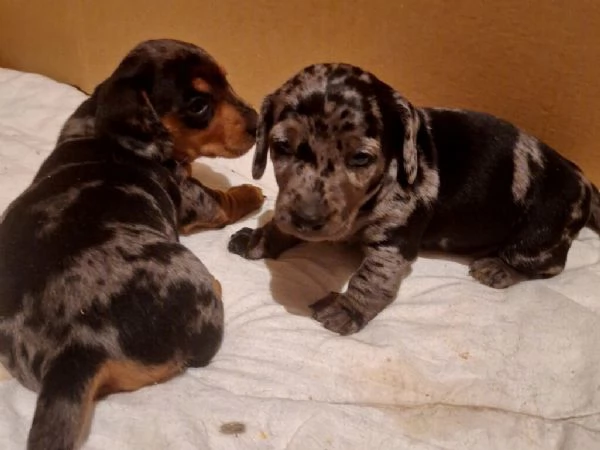 cuccioli di bassotto  | Foto 1