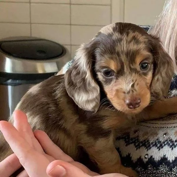 cuccioli di bassotto  | Foto 0