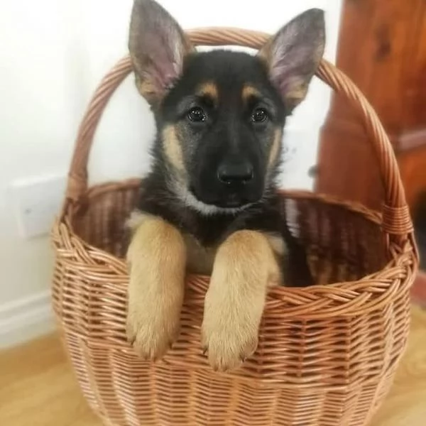 Regalo cucciolo di Pastore Tedesco