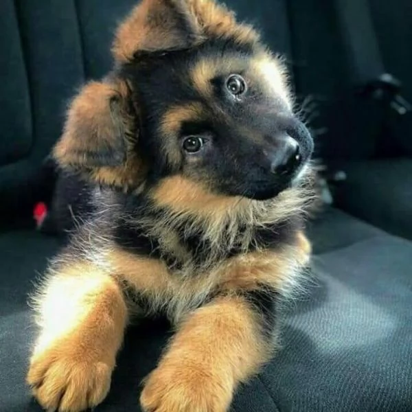 Regalo cucciolo di Pastore Tedesco | Foto 2