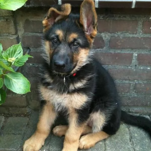 Regalo cucciolo di Pastore Tedesco | Foto 1