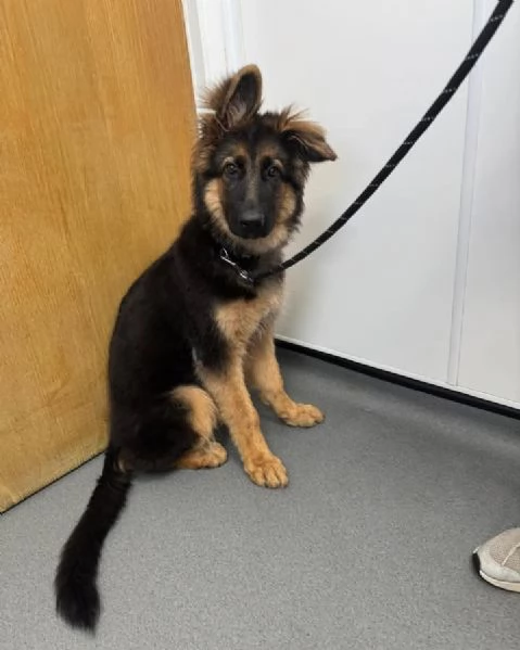 Regalo cucciolo di Pastore Tedesco | Foto 0