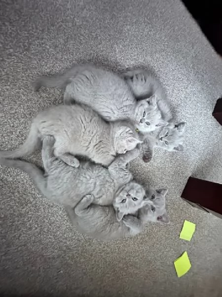 gattini British Shorthair | Foto 2
