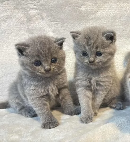 gattini British Shorthair