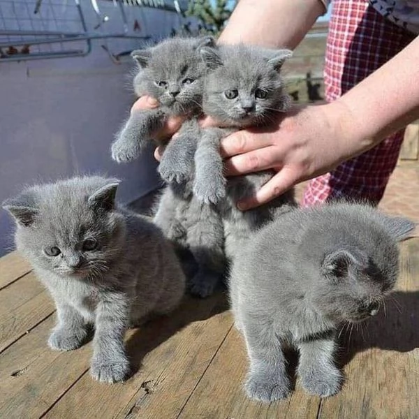 gattini British Shorthair | Foto 0