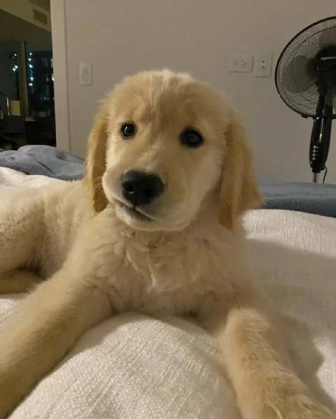 Cuccioli di Golden retriever | Foto 1