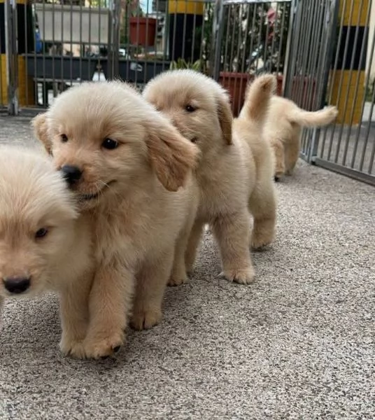 Cuccioli di Golden retriever