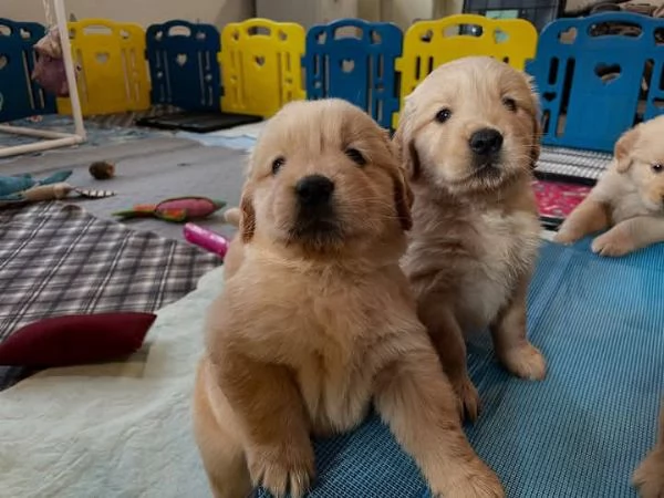 Cuccioli di Golden retriever | Foto 0