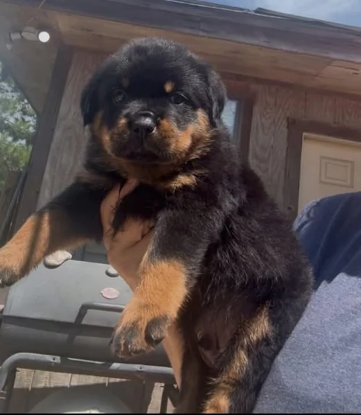cuccioli di Rottweiler, maschio e femmina