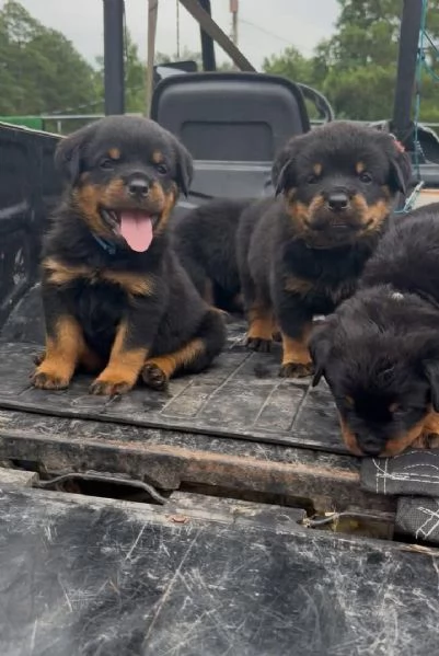 cuccioli di Rottweiler, maschio e femmina | Foto 1