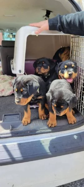 cuccioli di Rottweiler, maschio e femmina | Foto 0