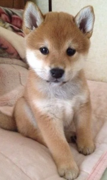 cuccioli di shihba inu, | Foto 2