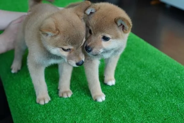 cuccioli di shihba inu, | Foto 1
